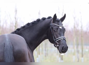 Hannoveraner, Hengst, 11 Jahre, 170 cm, Schwarzbrauner