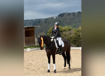 Hannoveraner, Hengst, 11 Jahre, 174 cm, Dunkelbrauner