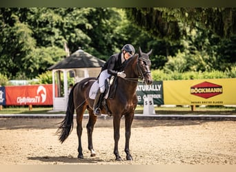 Hannoveraner, Hengst, 12 Jahre, 170 cm, Schwarzbrauner