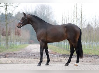Hannoveraner, Hengst, 12 Jahre, 170 cm, Schwarzbrauner
