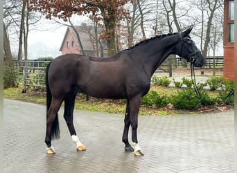 Hannoveraner, Hengst, 12 Jahre, 175 cm, Rappe