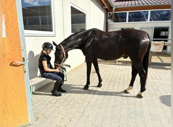 Hannoveraner, Hengst, 13 Jahre, 170 cm, Dunkelbrauner