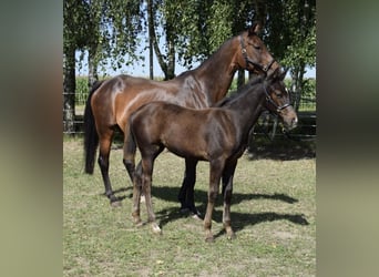 Hannoveraner, Hengst, 16 Jahre, 166 cm, Brauner