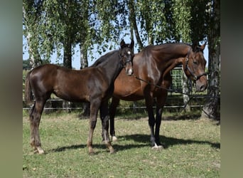 Hannoveraner, Hengst, 16 Jahre, 166 cm, Brauner