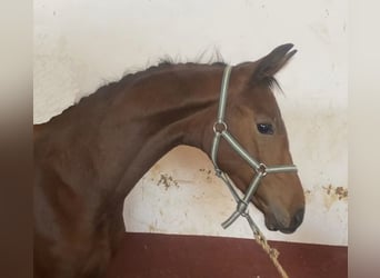 Hannoveraner, Hengst, 1 Jahr, 135 cm, Brauner