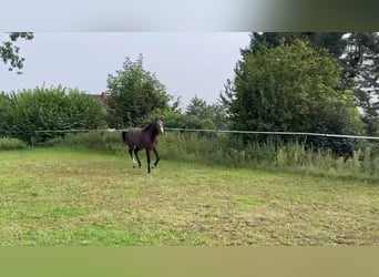 Hannoveraner, Hengst, 1 Jahr, 140 cm, Kann Schimmel werden