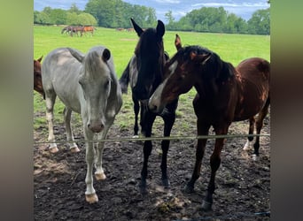 Hannoveraner, Hengst, 1 Jahr, 160 cm, Rappe