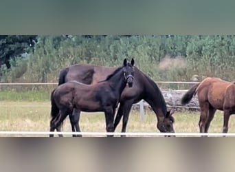 Hannoveraner, Hengst, 1 Jahr, 160 cm, Rappe