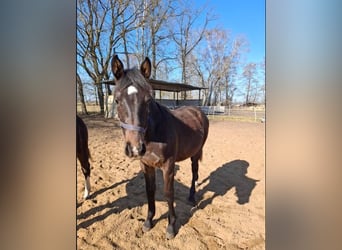 Hannoveraner, Hengst, 1 Jahr, 160 cm, Schwarzbrauner
