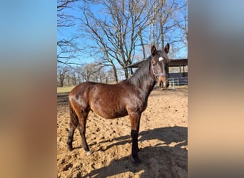 Hannoveraner, Hengst, 1 Jahr, 160 cm, Schwarzbrauner