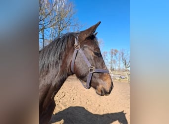 Hannoveraner, Hengst, 1 Jahr, 160 cm, Schwarzbrauner