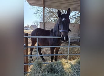 Hannoveraner, Hengst, 1 Jahr, 160 cm, Schwarzbrauner