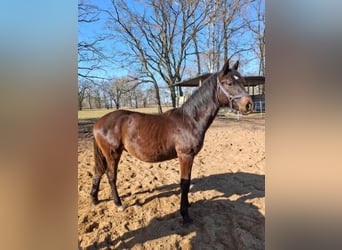 Hannoveraner, Hengst, 1 Jahr, 160 cm, Schwarzbrauner