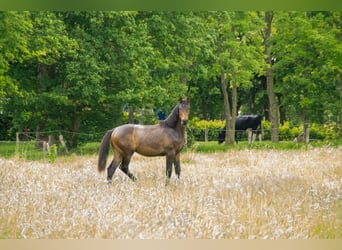 Hannoveraner, Hengst, 1 Jahr, 165 cm, Dunkelbrauner
