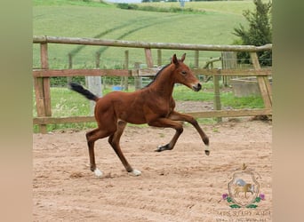 Hannoveraner, Hengst, 1 Jahr, 165 cm, Rotbrauner