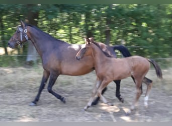 Hannoveraner, Hengst, 1 Jahr, 167 cm, Dunkelbrauner