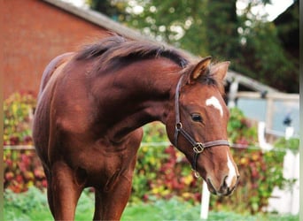 Hannoveraner, Hengst, 1 Jahr, 168 cm, Brauner