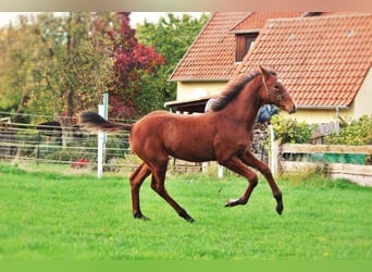 Hannoveraner, Hengst, 1 Jahr, 168 cm, Brauner