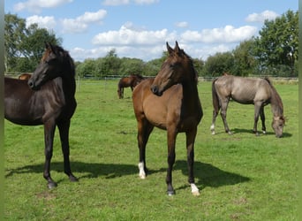 Hannoveraner, Hengst, 1 Jahr, 168 cm, Dunkelbrauner