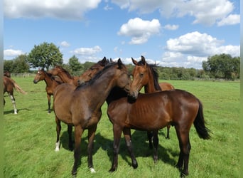 Hannoveraner, Hengst, 1 Jahr, 168 cm, Dunkelbrauner