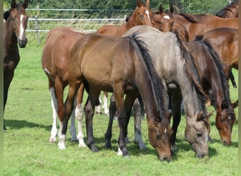 Hannoveraner, Hengst, 1 Jahr, 168 cm, Dunkelbrauner