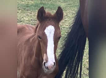 Hannoveraner, Hengst, 1 Jahr, 168 cm, Dunkelfuchs