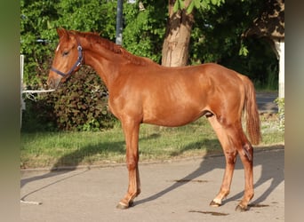 Hannoveraner, Hengst, 1 Jahr, 168 cm, Fuchs