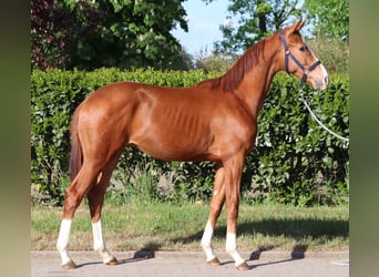 Hannoveraner, Hengst, 1 Jahr, 168 cm, Fuchs