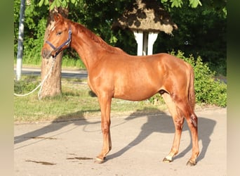 Hannoveraner, Hengst, 1 Jahr, 168 cm, Fuchs