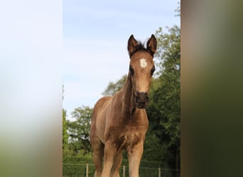 Hannoveraner, Hengst, 1 Jahr, 168 cm, Rappe