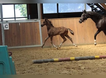 Hannoveraner, Hengst, 1 Jahr, 168 cm, Rappe