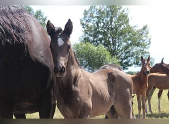 Hannoveraner, Hengst, 1 Jahr, 168 cm, Rappe