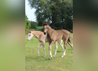 Hannoveraner, Hengst, 1 Jahr, 168 cm, Rappe