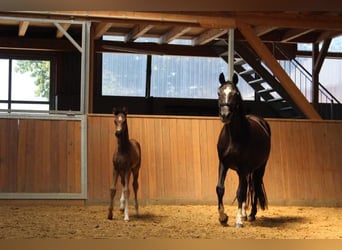 Hannoveraner, Hengst, 1 Jahr, 168 cm, Rappe