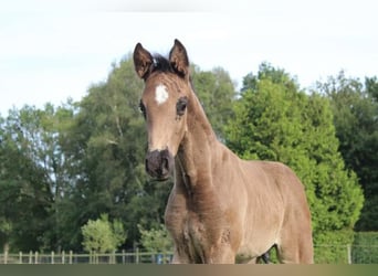 Hannoveraner, Hengst, 1 Jahr, 168 cm, Rappe