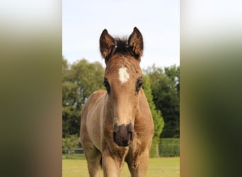 Hannoveraner, Hengst, 1 Jahr, 168 cm, Rappe