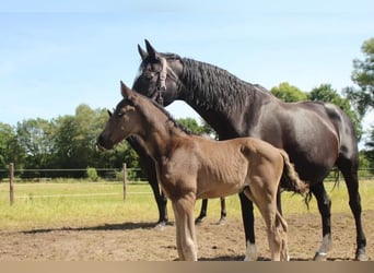 Hannoveraner, Hengst, 1 Jahr, 168 cm, Rappe
