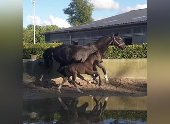 Hannoveraner, Hengst, 1 Jahr, 168 cm, Rappe