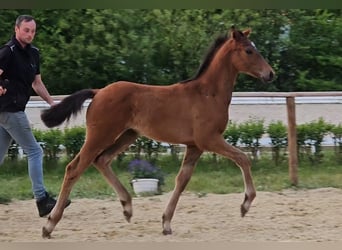 Hannoveraner, Hengst, 1 Jahr, 169 cm, Brauner