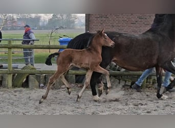 Hannoveraner, Hengst, 1 Jahr, 169 cm, Brauner