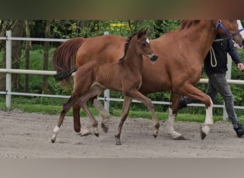 Hannoveraner, Hengst, 1 Jahr, 169 cm, Brauner