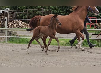 Hannoveraner, Hengst, 1 Jahr, 169 cm, Brauner