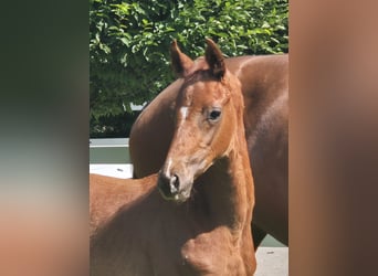 Hannoveraner, Hengst, 1 Jahr, 169 cm, Dunkelfuchs