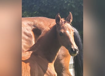 Hannoveraner, Hengst, 1 Jahr, 169 cm, Dunkelfuchs