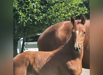 Hannoveraner, Hengst, 1 Jahr, 169 cm, Dunkelfuchs