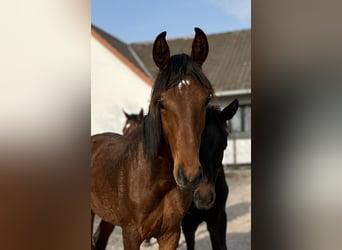 Hannoveraner, Hengst, 1 Jahr, 170 cm, Brauner