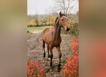 Hannoveraner, Hengst, 1 Jahr, 170 cm, Brauner