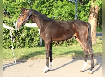 Hannoveraner, Hengst, 1 Jahr, 170 cm, Brauner