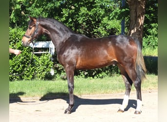 Hannoveraner, Hengst, 1 Jahr, 170 cm, Brauner