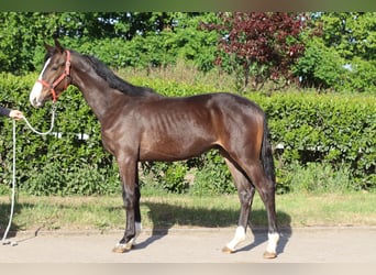 Hannoveraner, Hengst, 1 Jahr, 170 cm, Brauner